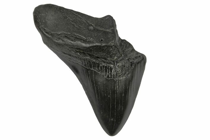 Partial Megalodon Tooth - South Carolina #171033